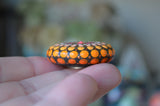 Fridge Magnet Orange, Painted Rock Mandala, Mini Mandala Magnet, Refrigerator Magnet, Kitchen Decor
