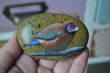 Bird Painted Rock, Hand Painted Stone, Bird Watching, Bird Art, Violet Eared Waxbill Finch
